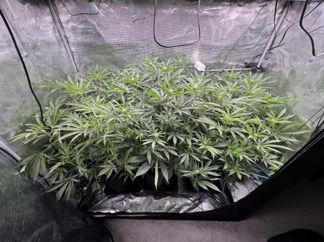 Cereal Milk - Clones from wunderbaum. Week 10