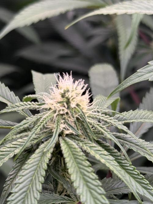 Cereal Milk - Clones from wunderbaum. Week 10