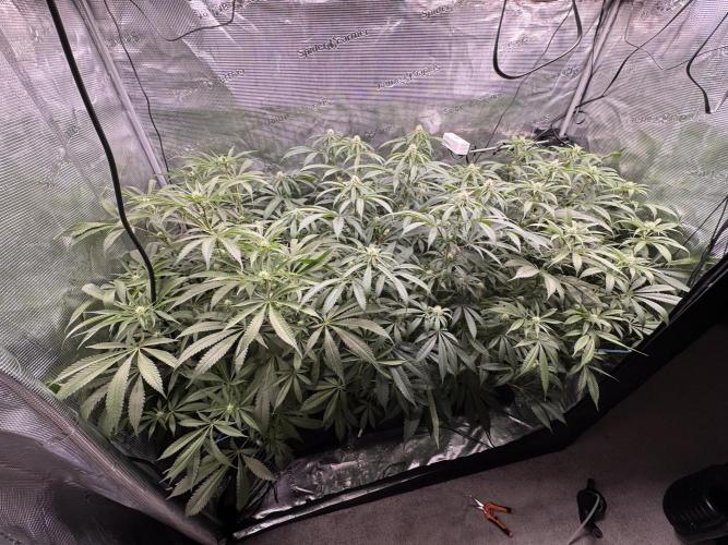 Cereal Milk - Clones from wunderbaum. Week 10