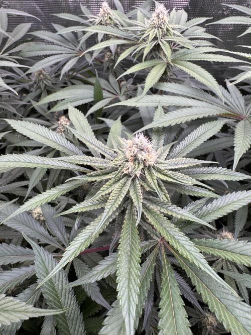 Cereal Milk - Clones from Bushplanet. Week 11