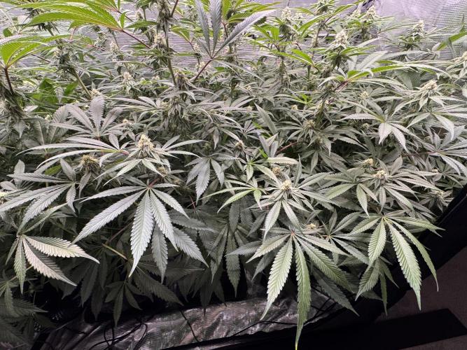 Cereal Milk - Clones from Bushplanet. Week 11