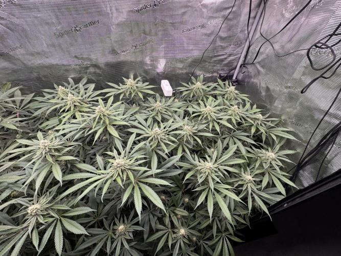 Cereal Milk - Clones from Bushplanet. Week 11