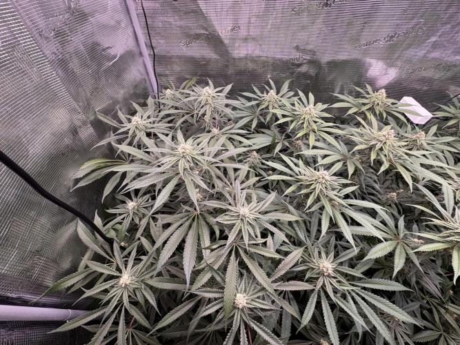Cereal Milk - Clones from Bushplanet. Week 11