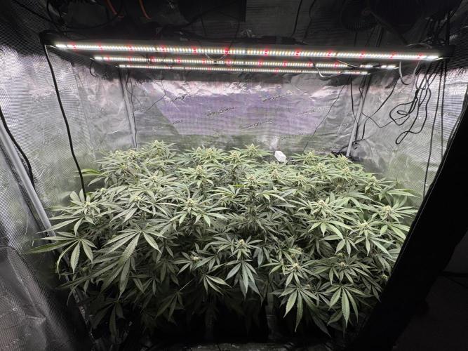Cereal Milk - Clones from Bushplanet. Week 11