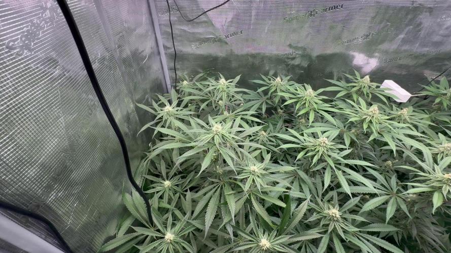 Cereal Milk - Clones from Bushplanet