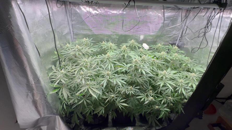 Cereal Milk - Clones from Bushplanet