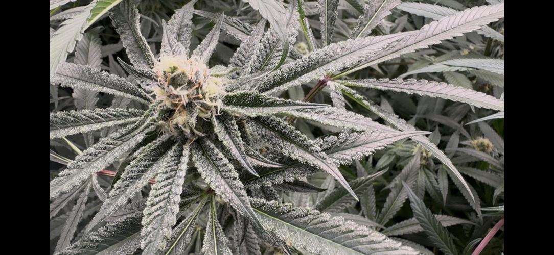 Cereal Milk - Clones from Bushplanet. Week 12