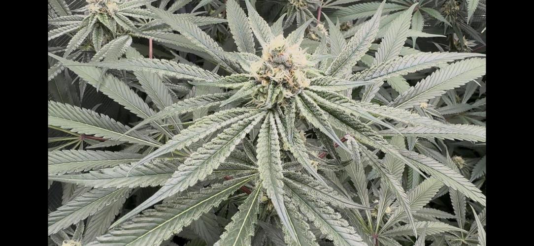 Spider Farmer. Week 12