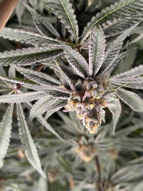Spider Farmer. Week 14