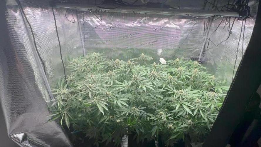 Cereal Milk - Clones from Bushplanet