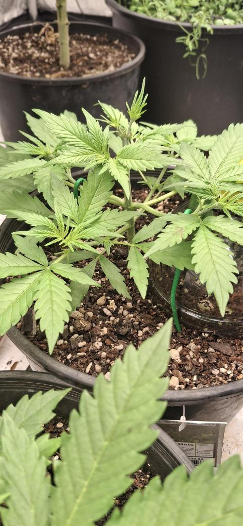 First Auto. Week 4