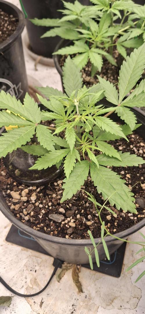 First Auto. Week 4