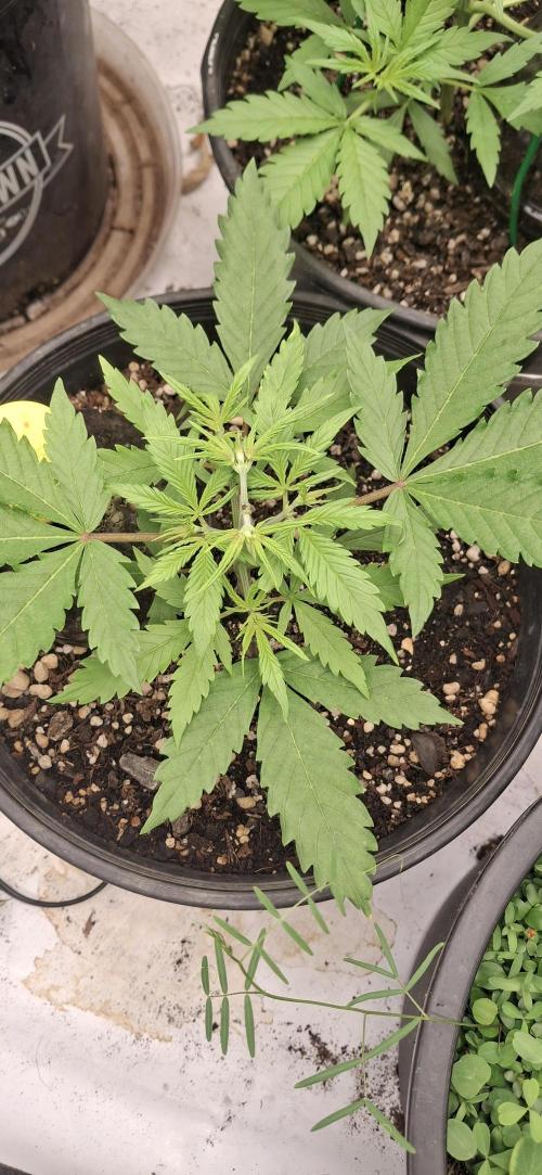 First Auto. Week 4