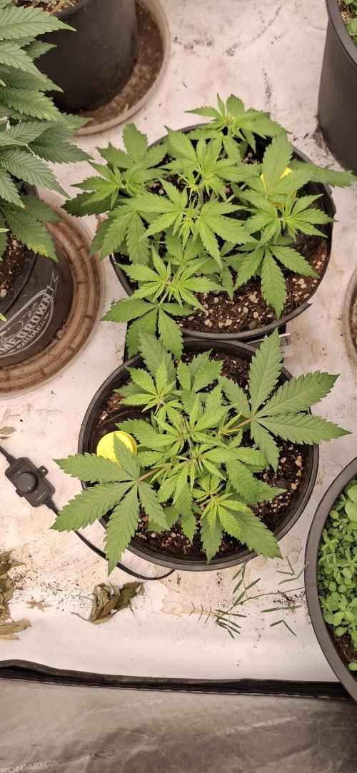 First Auto. Week 4