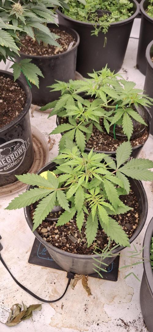 First Auto. Week 4
