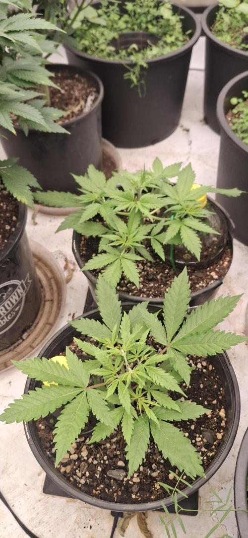 First Auto. Week 4