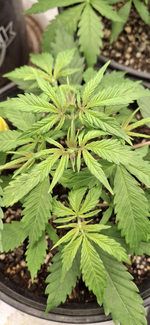 First Auto. Week 4