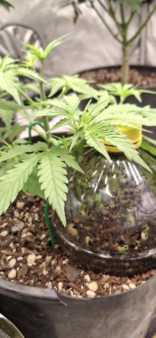 First Auto. Week 4