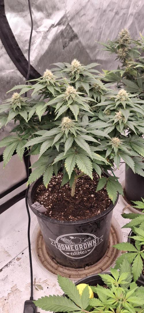 LSD-Feminsed. Week 7