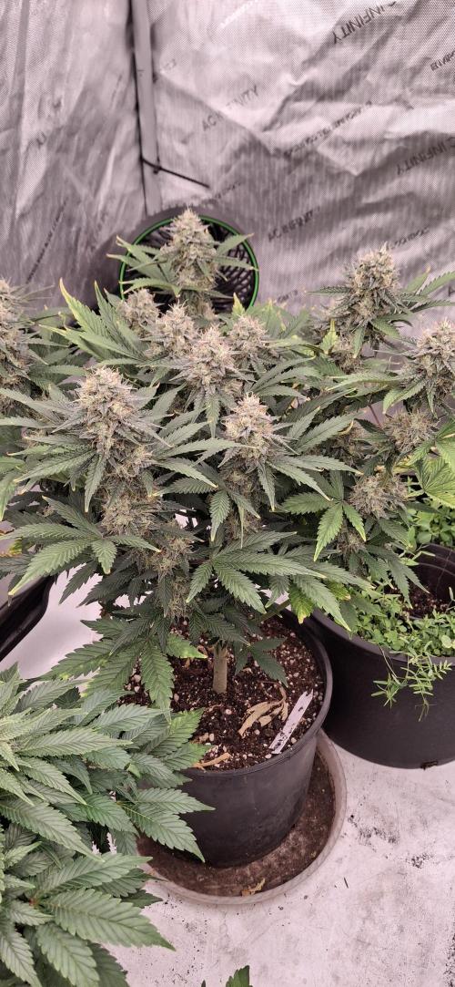 Last 2 weeks. Week 7