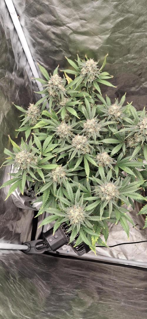 Last 2 weeks. Week 8