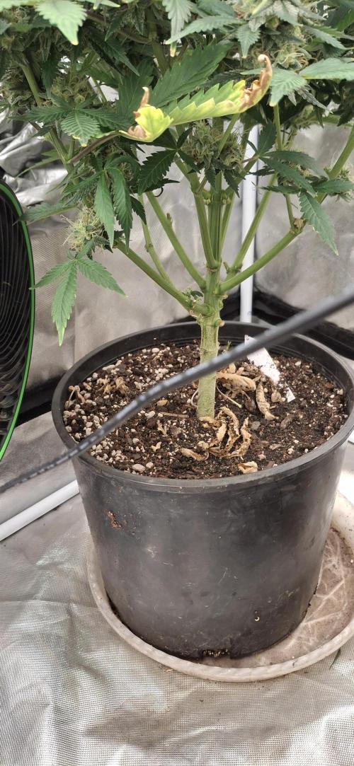 LSD-Feminsed. Week 8