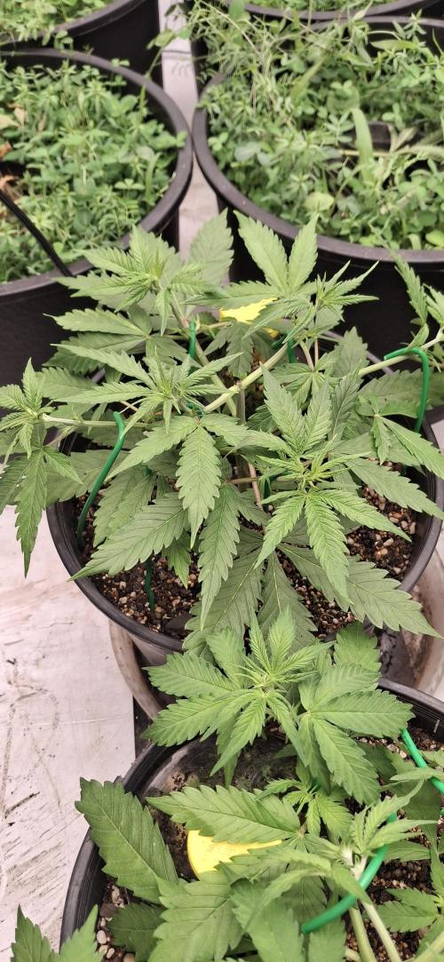 First Auto. Week 5