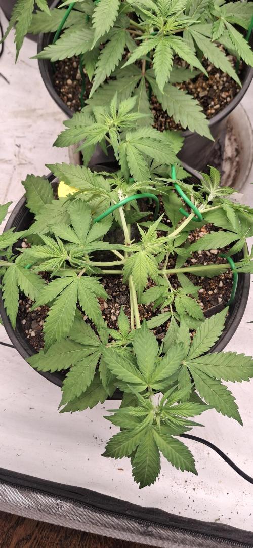 First Auto. Week 5