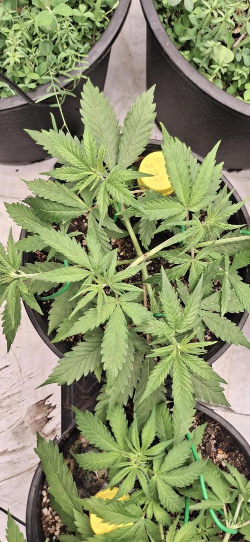First Auto. Week 5