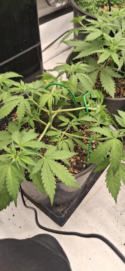 First Auto. Week 5