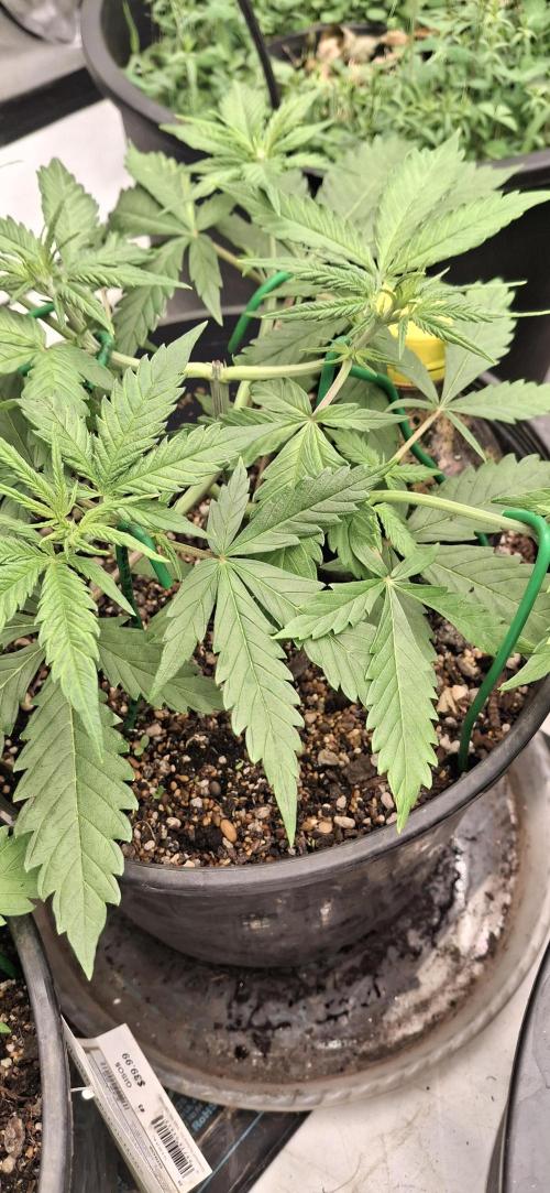 First Auto. Week 5