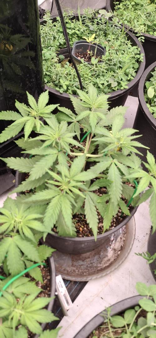 First Auto. Week 5