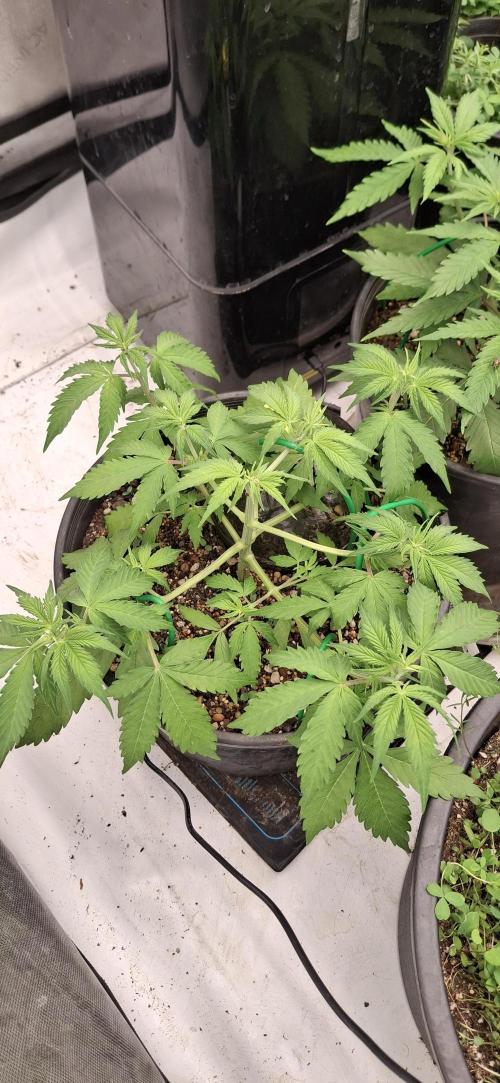 First Auto. Week 5