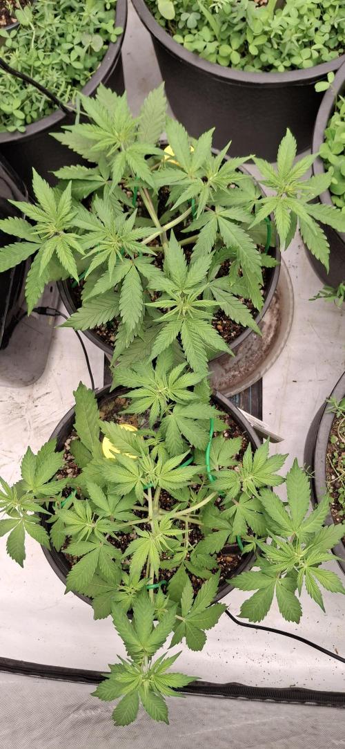 First Auto. Week 5