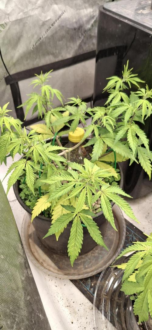 First Auto. Week 6