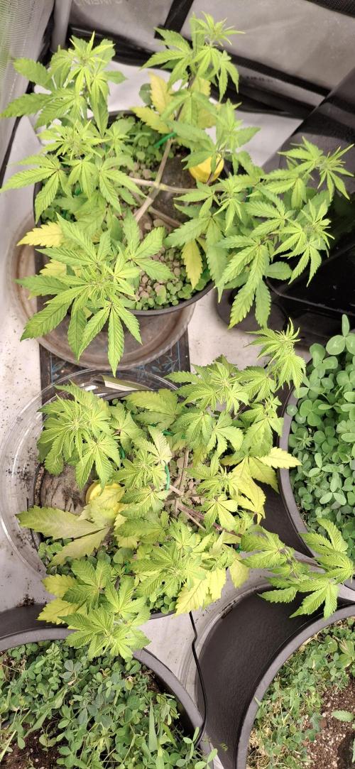 First Auto. Week 6