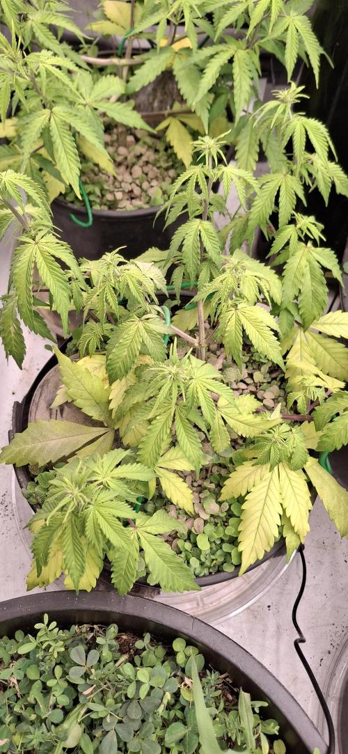 First Auto. Week 6