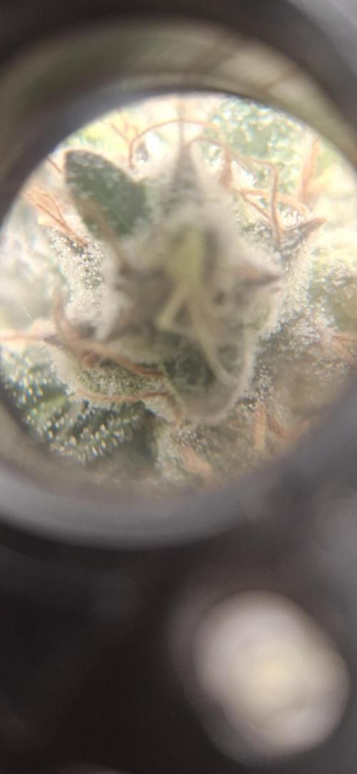 Last 2 weeks. Week 9