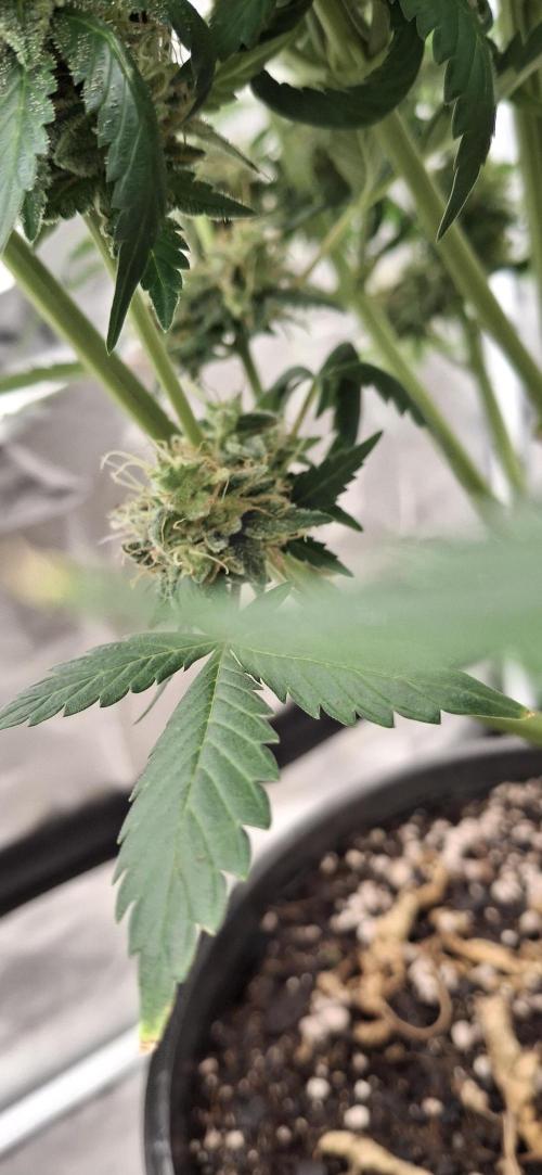 Last 2 weeks. Week 9 - Lower bud