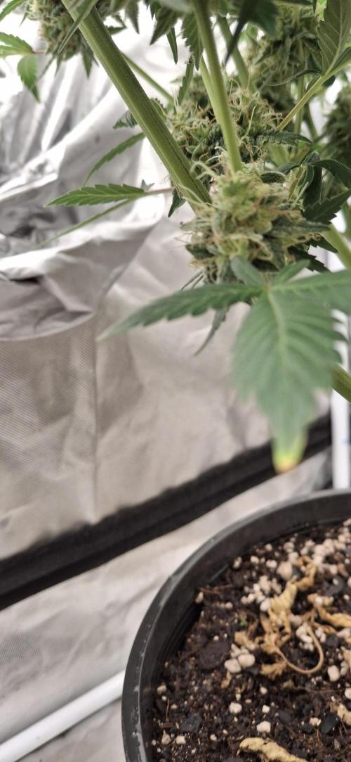 Last 2 weeks. Week 9 - Lower bud