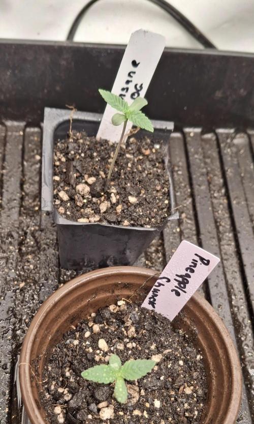 Pineapple chunck🍍. Week 1