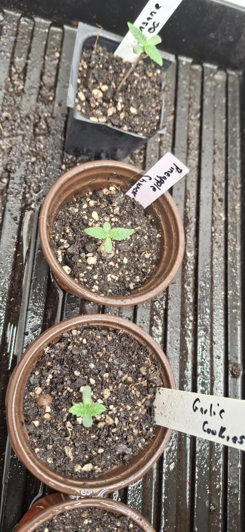 Pineapple chunck🍍. Week 1