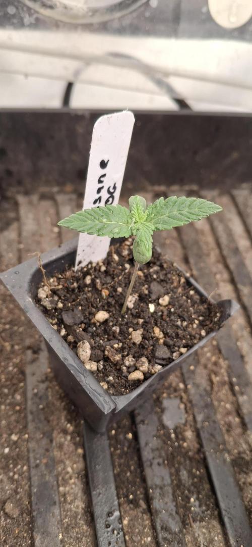 Insane OG. Week 2