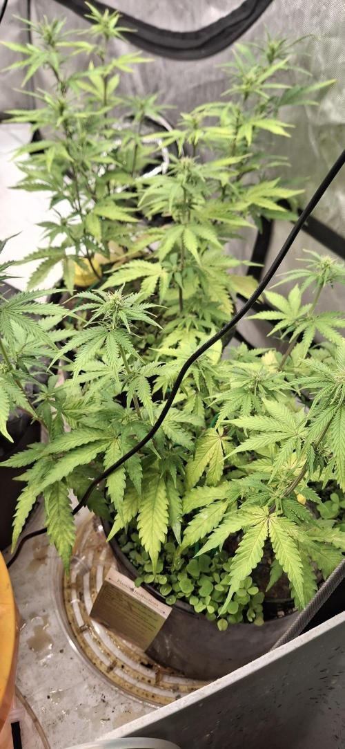 First Auto. Week 7