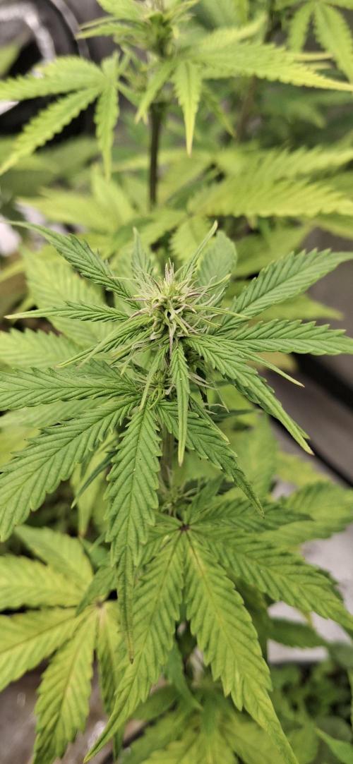 First Auto. Week 7