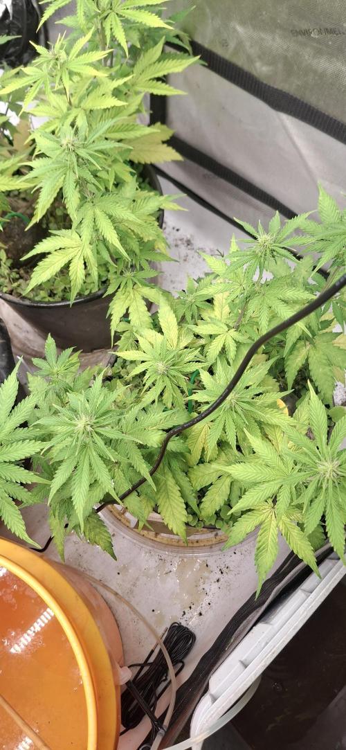 First Auto. Week 7