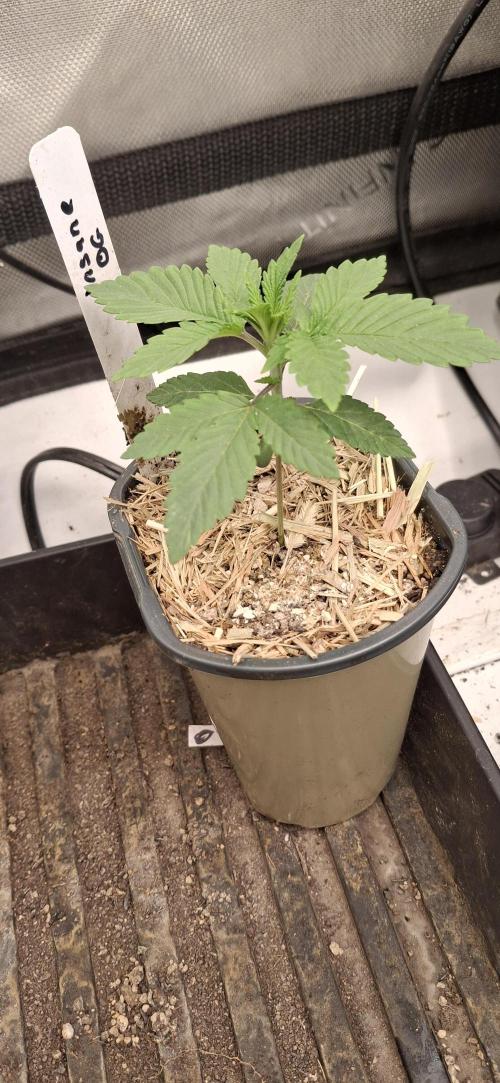Insane OG. Week 3