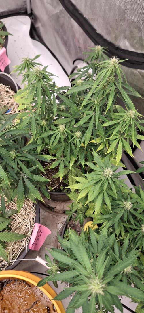 First Auto. Week 8