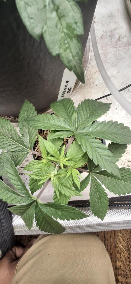 Insane OG ⛽️. Week 4