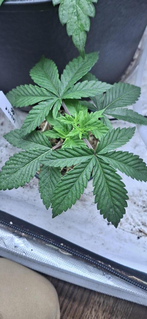Insane OG ⛽️. Week 4